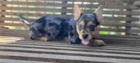 Merle boy, a male French Bulldog and Yorkshire Terrier for sale in Kingsport, TN – 2 of 2