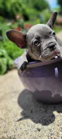 Blue, a male French Bulldog for sale in Kingsport, TN – 3 of 9