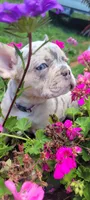 Dotti, a female French Bulldog for sale in Kingsport, TN – 2 of 9