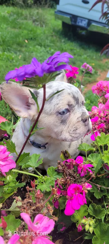 Dotti – French Bulldog puppy for sale in Kingsport, TN