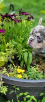 Merle boy, a male French Bulldog for sale in Kingsport, TN – 4 of 10