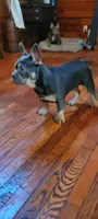 Champ, a male French Bulldog for sale in Kingsport, TN – 3 of 6