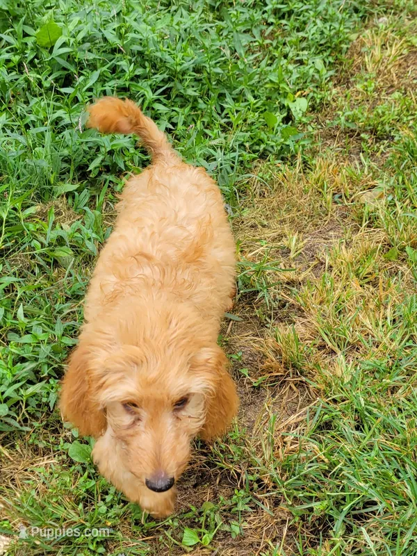Green boy – Labradoodle, Poodle - Standard  puppy for sale in Kingsport, TN