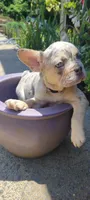Dotti, a female French Bulldog for sale in Kingsport, TN – 3 of 9