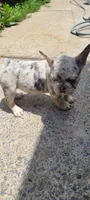 Dotti, a female French Bulldog for sale in Kingsport, TN – 4 of 9