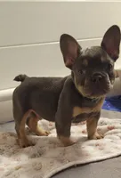 TEAL BOY, a male French Bulldog for sale in Kingsport, TN – 6 of 6