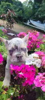 Dotti, a female French Bulldog for sale in Kingsport, TN – 5 of 9
