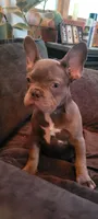 Blue, a male French Bulldog for sale in Kingsport, TN – 2 of 8