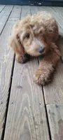 Black boy, a male Labradoodle and Poodle - Standard  for sale in Kingsport, TN – 3 of 3