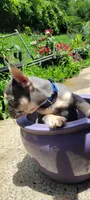 Oliver, a male French Bulldog for sale in Kingsport, TN – 2 of 5
