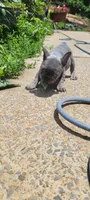 Blue, a male French Bulldog for sale in Kingsport, TN – 5 of 9
