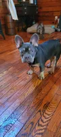 Champ, a male French Bulldog for sale in Kingsport, TN – 4 of 6