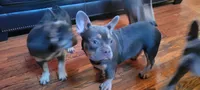 Champ, a male French Bulldog for sale in Kingsport, TN – 6 of 6