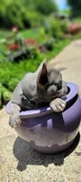 Blue, a male French Bulldog for sale in Kingsport, TN – 4 of 9