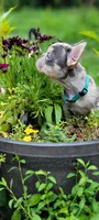 Merle boy, a male French Bulldog for sale in Kingsport, TN – 7 of 10