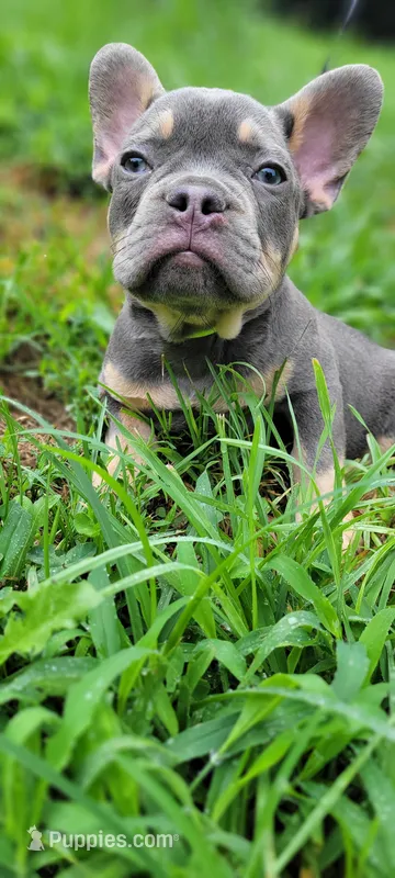 Champ – French Bulldog puppy for sale in Kingsport, TN