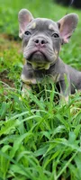 Champ, a male French Bulldog for sale in Kingsport, TN – 1 of 2