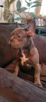 Blue, a male French Bulldog for sale in Kingsport, TN – 3 of 8