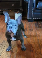 Blue, a male French Bulldog for sale in Kingsport, TN – 7 of 7