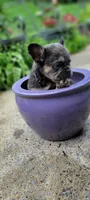 Fluffy girl, a female French Bulldog for sale in Kingsport, TN – 2 of 3
