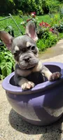 Oliver, a male French Bulldog for sale in Kingsport, TN – 1 of 5