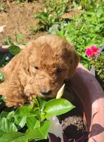 Pink lady, a female Labradoodle and Poodle - Standard  for sale in Kingsport, TN – 2 of 2