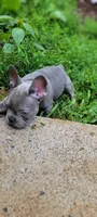Blue, a male French Bulldog for sale in Kingsport, TN – 9 of 9