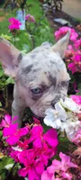 Dotti, a female French Bulldog for sale in Kingsport, TN – 8 of 9