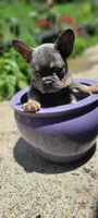 TEAL BOY, a male French Bulldog for sale in Kingsport, TN – 2 of 6