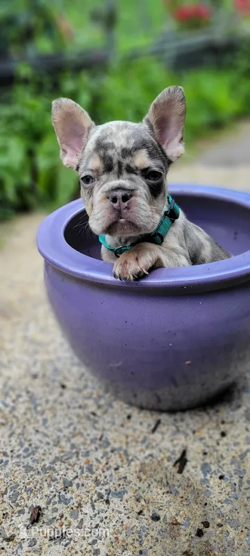 Merle boy – French Bulldog puppy for sale in Kingsport, TN