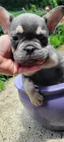 Oliver, a male French Bulldog for sale in Kingsport, TN – 4 of 5