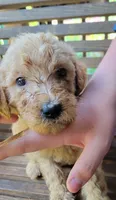 Yellow girl, a female Labradoodle and Poodle - Standard  for sale in Kingsport, TN – 2 of 3
