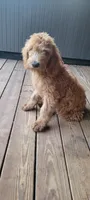 Black boy, a male Labradoodle and Poodle - Standard  for sale in Kingsport, TN – 2 of 3