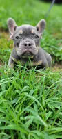 Champ, a male French Bulldog for sale in Kingsport, TN – 2 of 2
