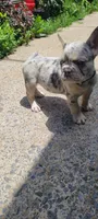 Dotti, a female French Bulldog for sale in Kingsport, TN – 9 of 9