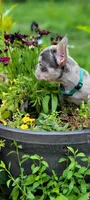 Merle boy, a male French Bulldog for sale in Kingsport, TN – 6 of 10