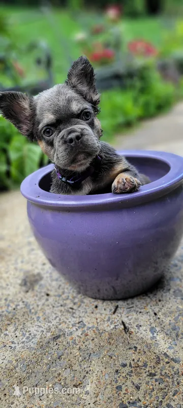 Fluffy girl – French Bulldog puppy for sale in Kingsport, TN