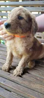 Orange boy, a male Labradoodle and Poodle - Standard  for sale in Kingsport, TN – 2 of 3