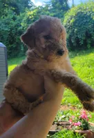 Yellow girl, a female Labradoodle and Poodle - Standard  for sale in Kingsport, TN – 1 of 3