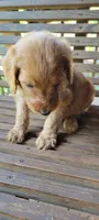 Orange boy, a male Labradoodle and Poodle - Standard  for sale in Kingsport, TN – 3 of 3