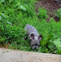 Blue, a male French Bulldog for sale in Kingsport, TN – 6 of 9