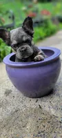 Fluffy girl, a female French Bulldog for sale in Kingsport, TN – 3 of 3