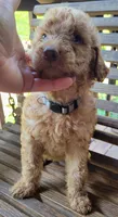 Light gray boy, a male Labradoodle and Poodle - Standard  for sale in Kingsport, TN – 1 of 2