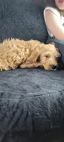 Green boy, a male Poodle - Standard  for sale in Kingsport, TN – 3 of 3