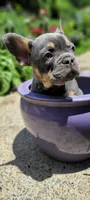 TEAL BOY, a male French Bulldog for sale in Kingsport, TN – 1 of 6