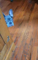 Blue, a male French Bulldog for sale in Kingsport, TN – 6 of 7