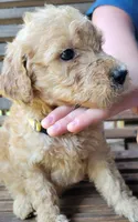 Yellow girl, a female Labradoodle and Poodle - Standard  for sale in Kingsport, TN – 3 of 3