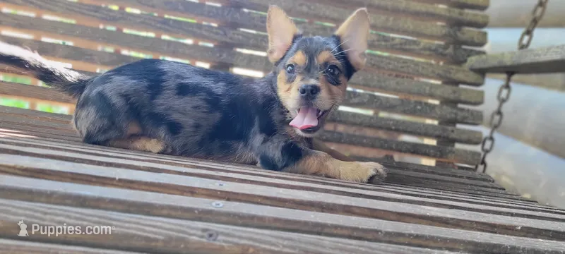 Merle boy – French Bulldog, Yorkshire Terrier puppy for sale in Kingsport, TN