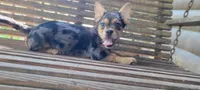 Merle boy, a male French Bulldog and Yorkshire Terrier for sale in Kingsport, TN – 1 of 2
