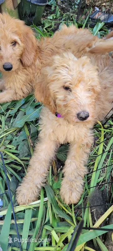 Purple girl – Labradoodle, Poodle - Standard  puppy for sale in Kingsport, TN
